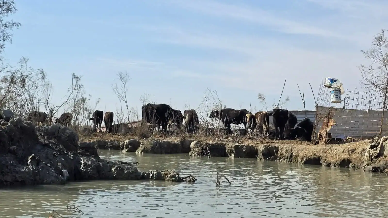 Water buffalo standing in the wetlands of the Mesopotamian Marshes in southern Iraq, surrounded by reeds and shallow water in a traditional marshland landscape.