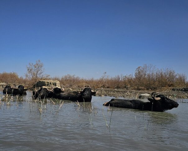 Water buffalo standing in the Mesopotamian Marshes of southern Iraq, a unique wetland ecosystem known for its rich biodiversity and traditional Marsh Arab lifestyle, often visited on Iraq group tours exploring nature, culture, and rural heritage in southern Iraq.